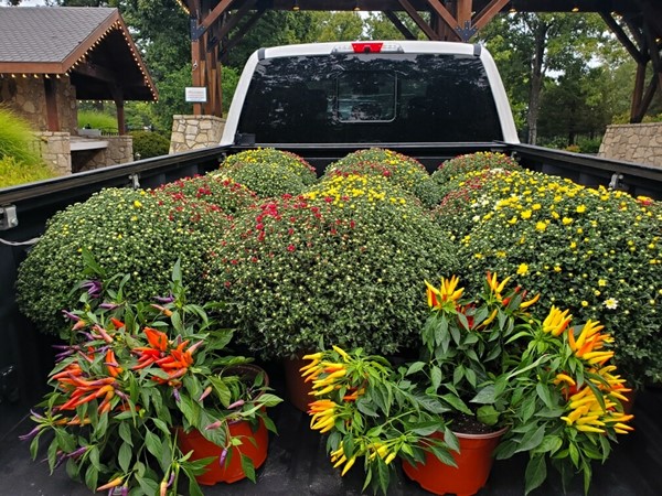 Flower power:  a truck bed full of autumn mums heading to local gardens