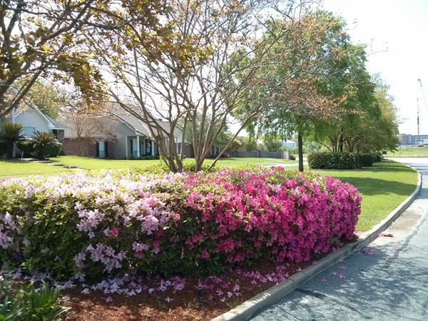 Azaleas at the entrance of Rolling Meadow.