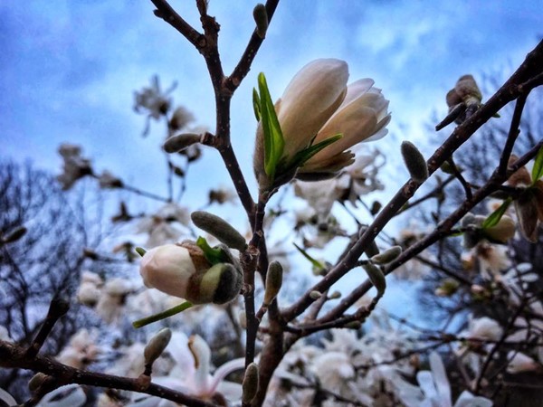 Blooming Magnolias! Gorgeous photo taken today by a friend Jori Reijonen