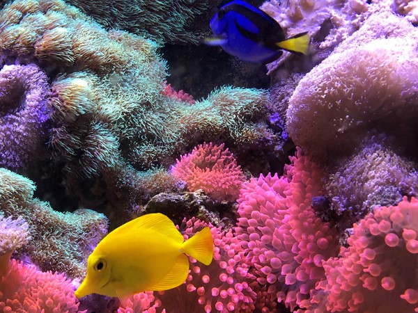 Beautiful fish at Dr. Vaclaw’s office