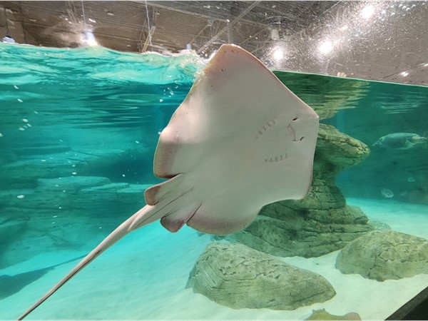 Stingray in the Kansas City Zoo's Aquarium