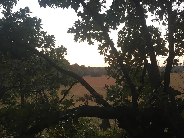 Nothing like watching the sun come up while sitting in a Haskell County oak tree 