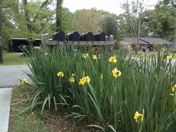 Irises and mailboxes in Magnolia Woods subdivision.