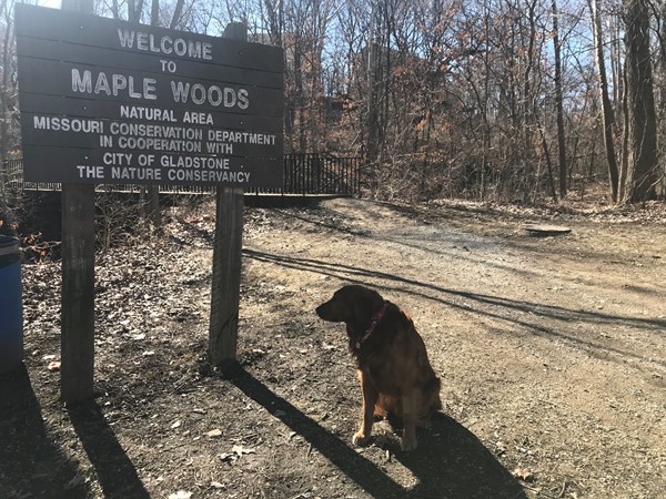 Diego visits Maple Woods Natural Area