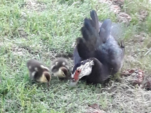 Mama and her two baby ducks 