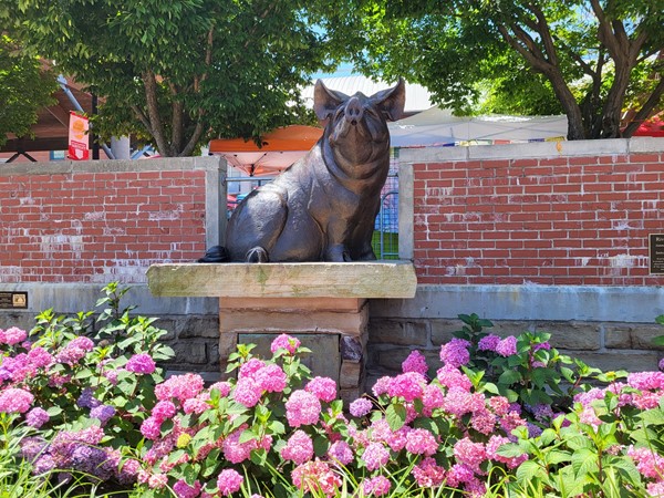 University of Arkansas Razorbacks:  Whoo Pig!