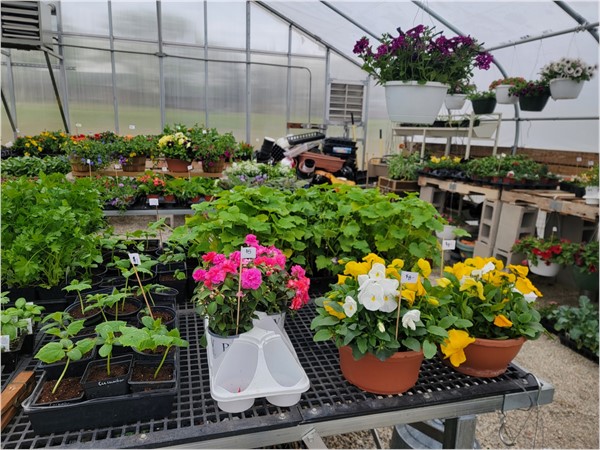 Madison Elem. School's greenhouse is amazing, inspiring students and nurturing plants to thrive