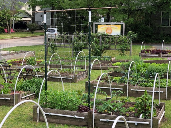 Community organic gardens are blooming all across Little Rock especially in the Heights neighborhood