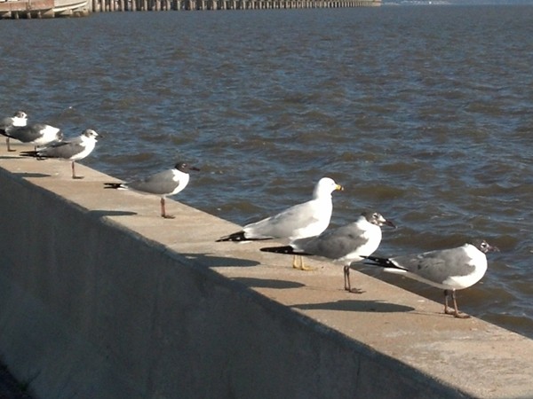 Spanish Fort, AL - Seagulls on the Causeway enjoy 65-degree temps on Mar 2, 2014