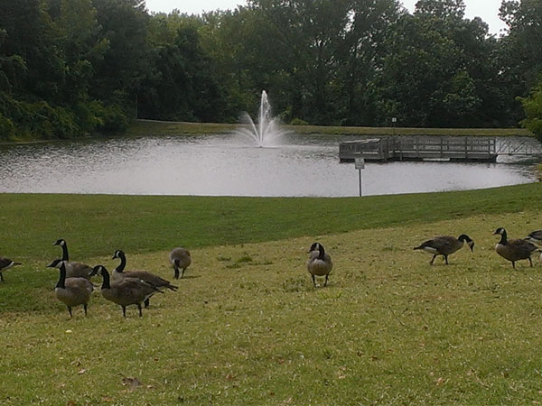 Happy geese stroll together at the waters edge.