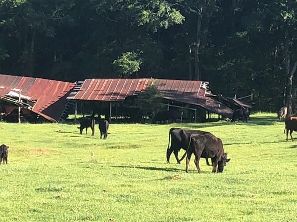 Cattle grazing on farmland in Rural Coffee County