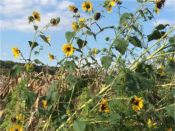Platte County sunflowers