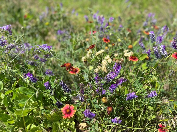 Wildflowers abound in the ditches after a wet month of May 