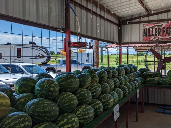 Check out the watermelons at Miller farms located off HWY 81