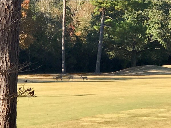 Deer out for a midday stroll on the golf course? Absolutely! A daily sight at Highpoint