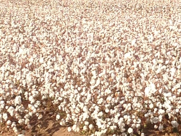 Ready for cotton harvest 