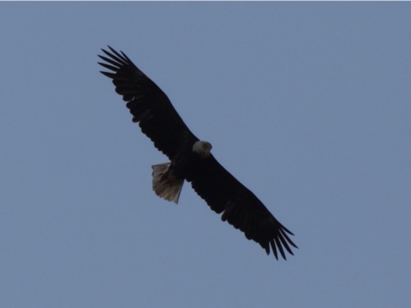 The eagles are back and freedom soars