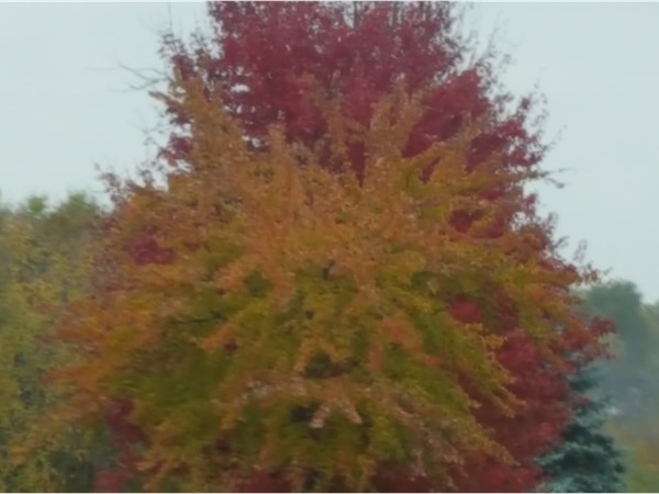 Beautiful fall colors in the neighborhood