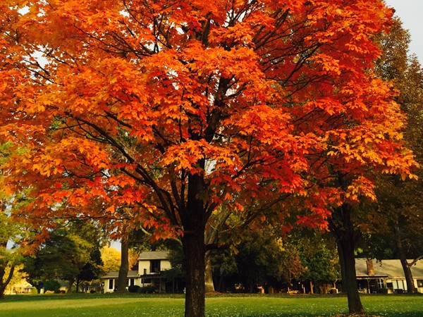 Fall in Leawood