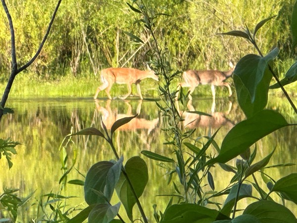At Big Woods Lake, you get to see all kinds of animals including deer