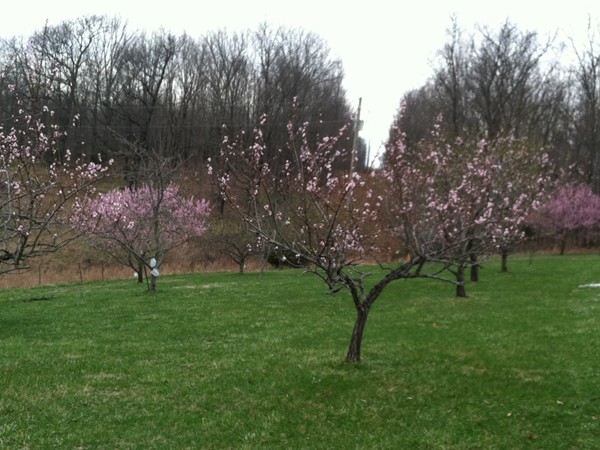 Home orchard in bloom in southeast Christian County. Springtime in the Ozarks!