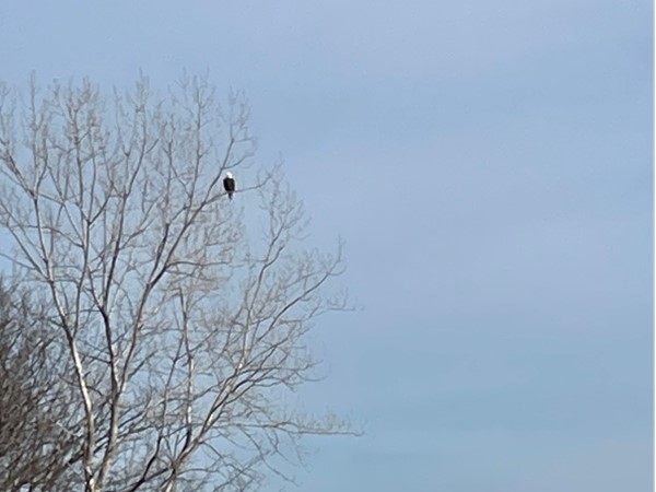 If you look closely, you'll see a beautiful and fierce bald eagle. He was just near Costco 