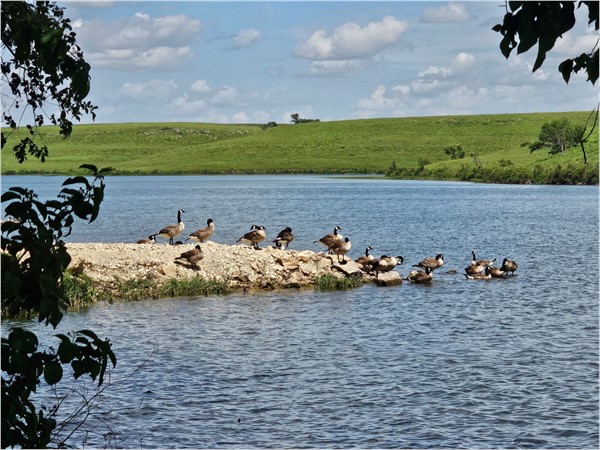 The geese know Chase Lake is the perfect place to pause and enjoy the view