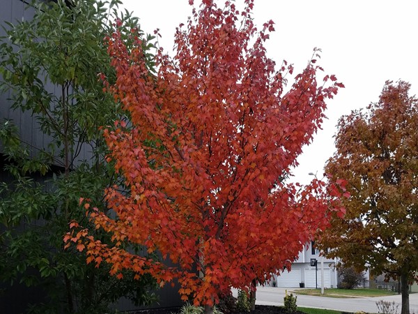 Autumn flame in Somerbrook