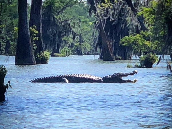 Big Gator at Lake Martin