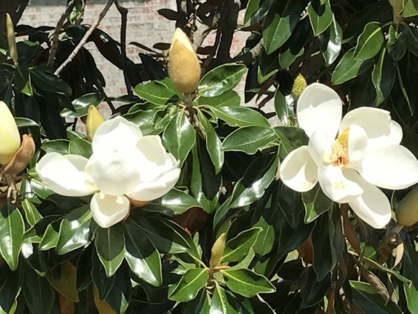 Mississippi's state flower, Magnolias, are blooming 