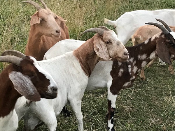 The goats look curious