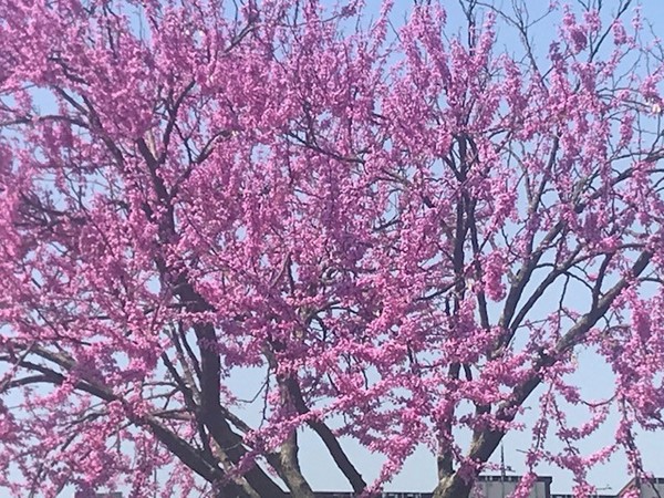 Redbud trees are singing the praises of spring at the Lake of the Ozarks