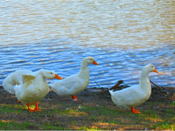 The ducks in Benson Park love day old bread