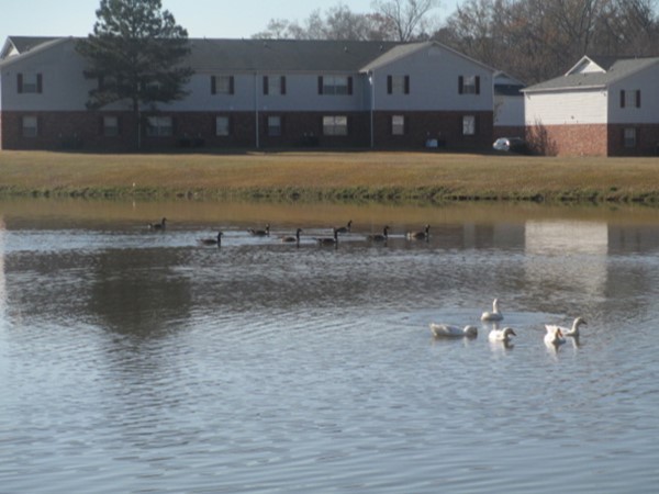 Sit and enjoy watching the ducks in Southwind