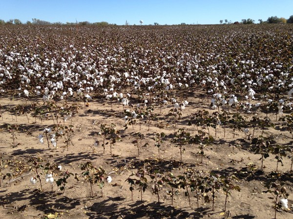 Yes, cotton growing in Kansas just east of Derby