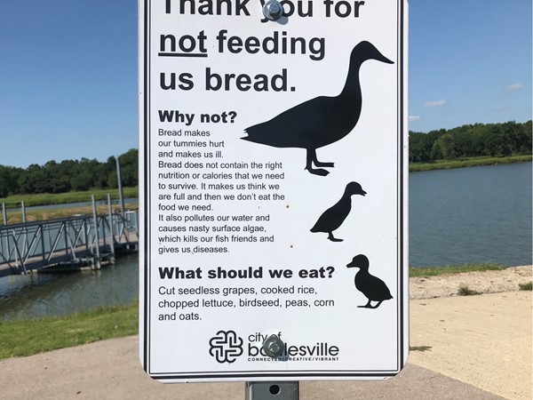 You are not supposed to feed the geese bread. 