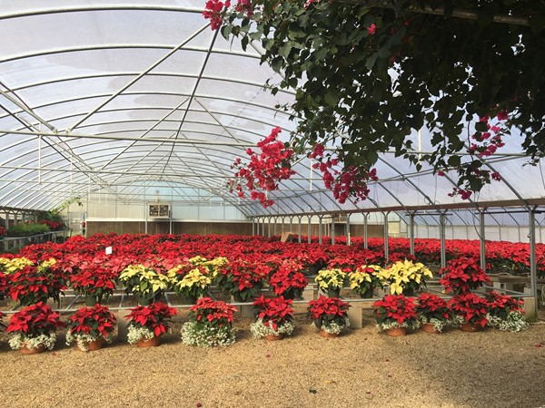 Vesely's Nursery is beautiful for the holidays and all year