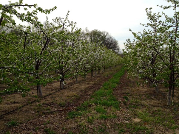 Berrien County is known as the "fruit belt of the Midwest". A beautiful cherry orchard in bloom