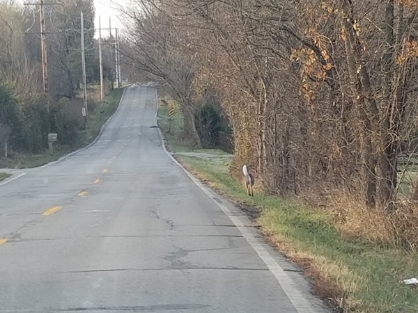 A deer running along side of the road near Ward Park Place, in Raymore