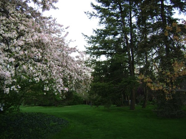 A view of some of lawn area around the condominium homes and some of the flowering trees
