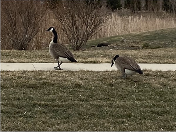 You can tell spring is around the corner when the geese come back