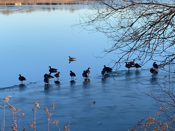 Geese chilling out on the ice at Big Woods Lake getting ready for their flight South