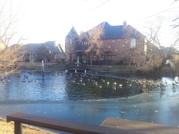 The geese are flocking to Willow Lake, and it's frozen in some spots