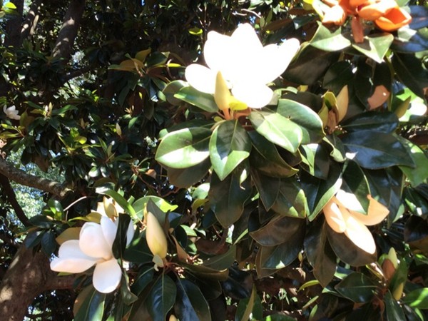 Magnolia trees at the University of Mississippi