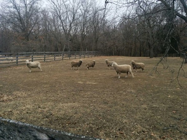 Sheep at the Watkins Woolen Mill