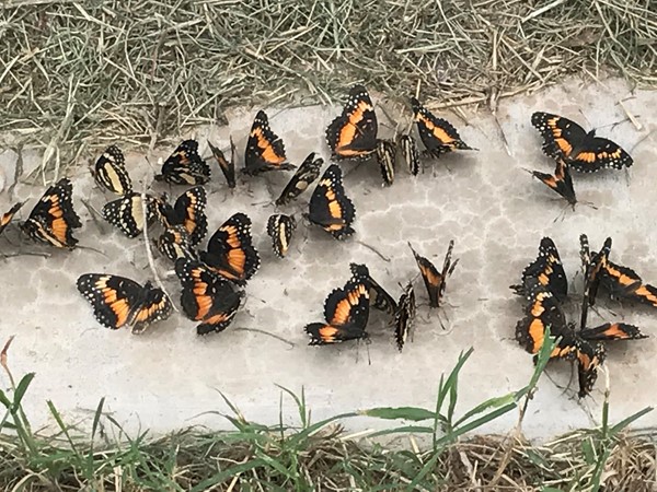 Fall has arrived and butterfly migration has started