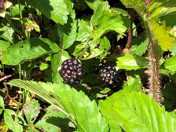 Blackberries ready for picking and eating