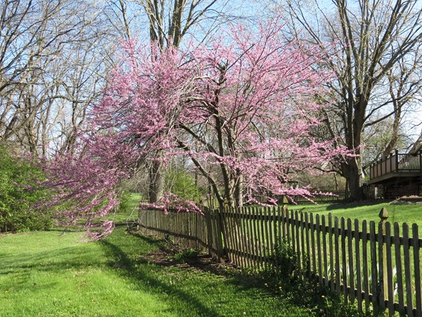 Spring color in Persimmon Hill