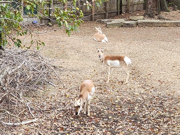 Pronghorns at the Topeka Zoo