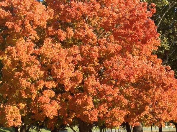 Gorgeous fall tree at Macken Park